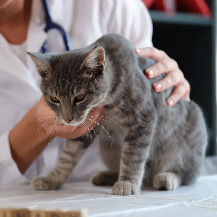Agria : fiche d’analyse de l’assurance animale