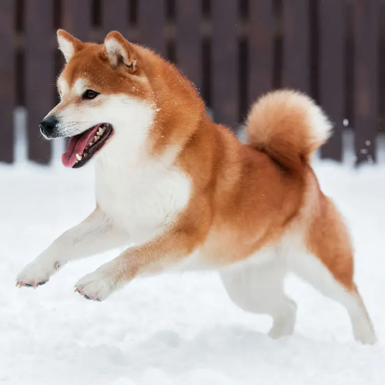 Akita inu