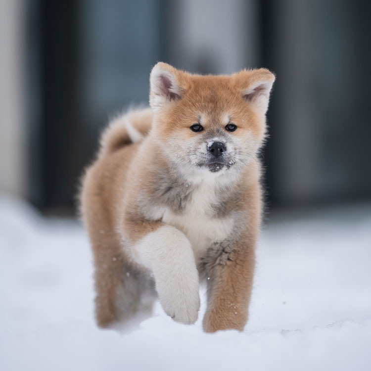 Akita inu — vue complémentaire