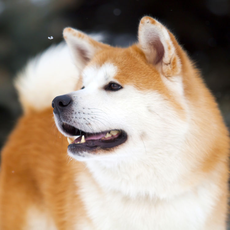 Akita inu — vue complémentaire
