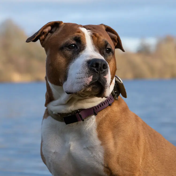 American Staffordshire Terrier