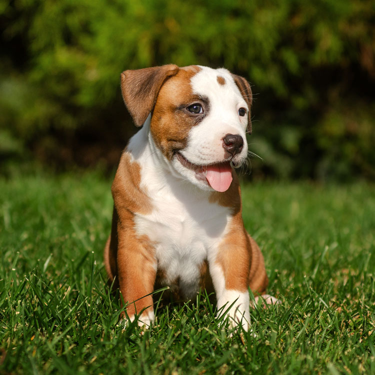 American Staffordshire Terrier — vue complémentaire