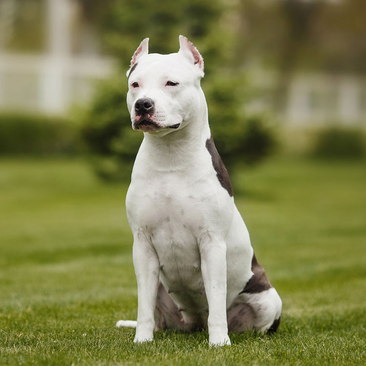 American Staffordshire Terrier — vue complémentaire