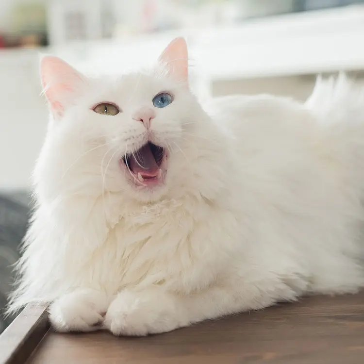 Portrait de Angora turc
