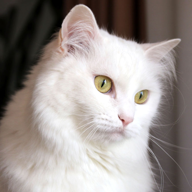 Angora turc — vue complémentaire