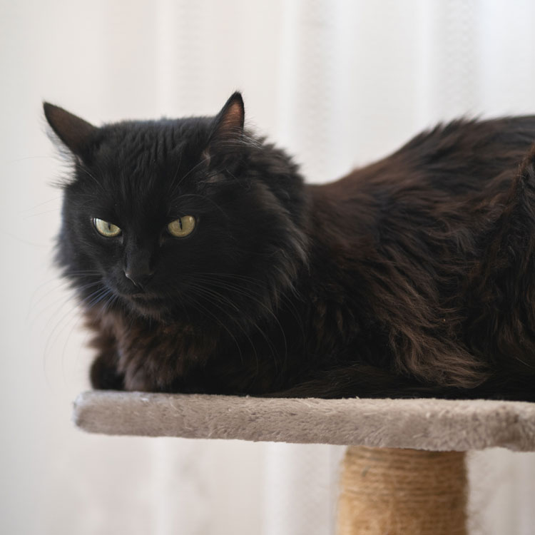Angora turc — vue complémentaire