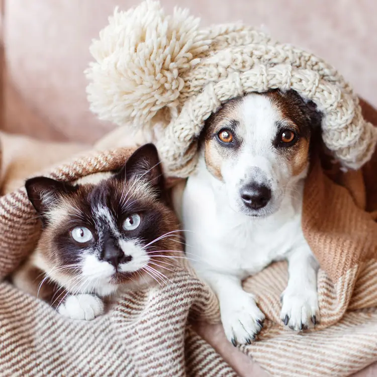 Barkibu : dossier documentaire assurance animaux