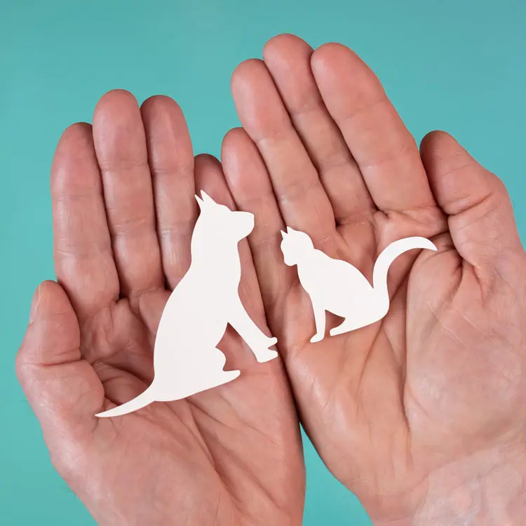 April, assurance animaux