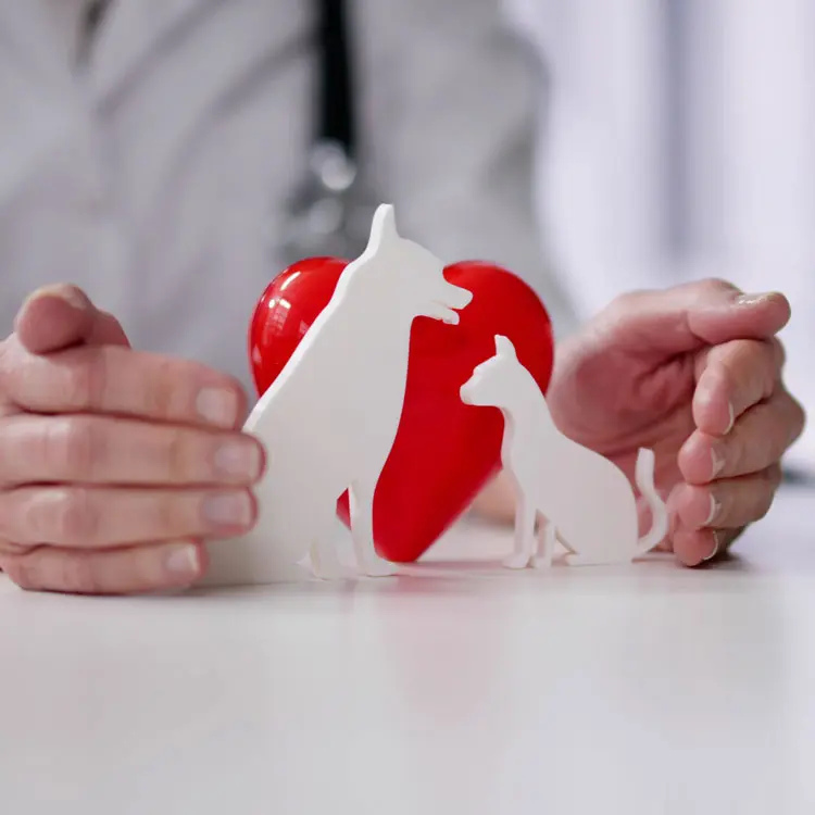 Assurpeople : fiche d’analyse de l’assurance animale