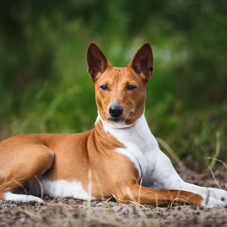 Basenji