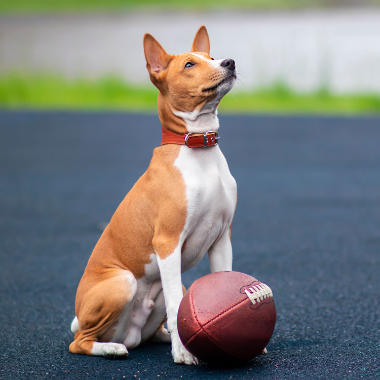 Basenji — vue complémentaire