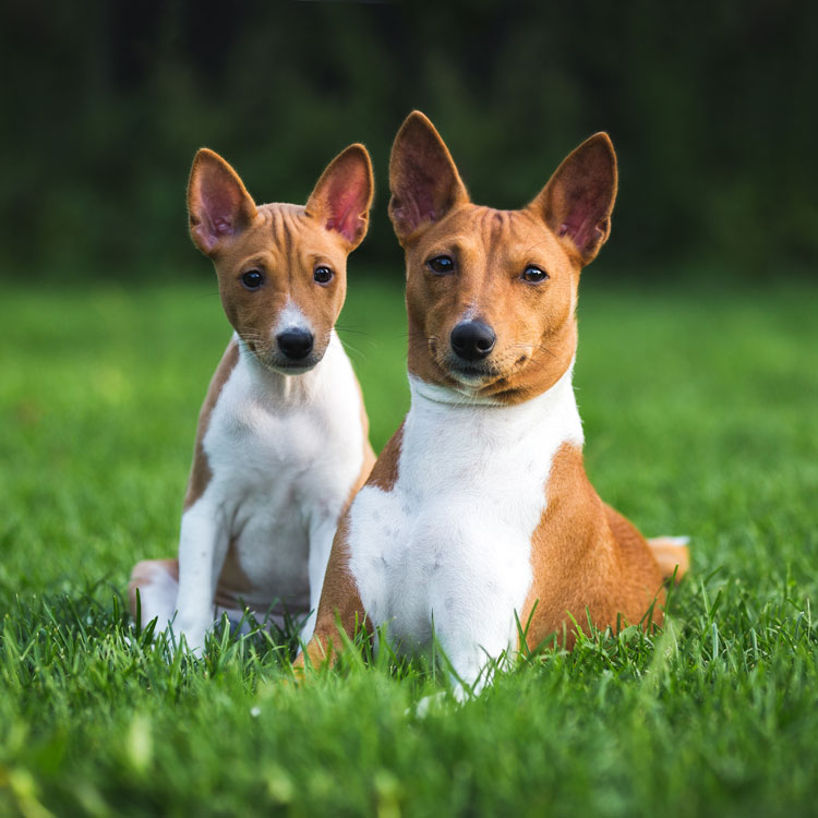 Basenji — vue complémentaire