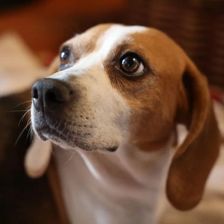 Assurance chiot : quand souscrire et que couvrir ?