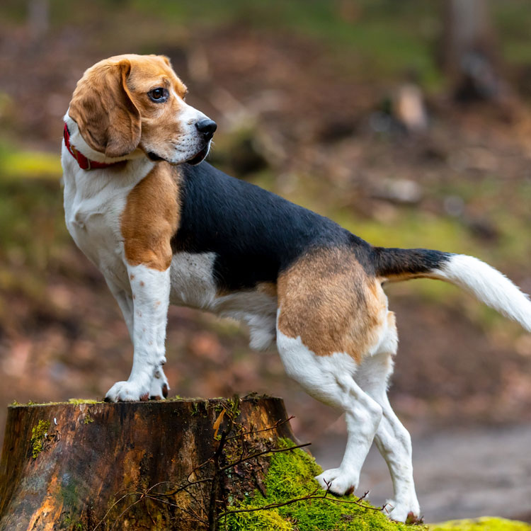Beagle — vue complémentaire