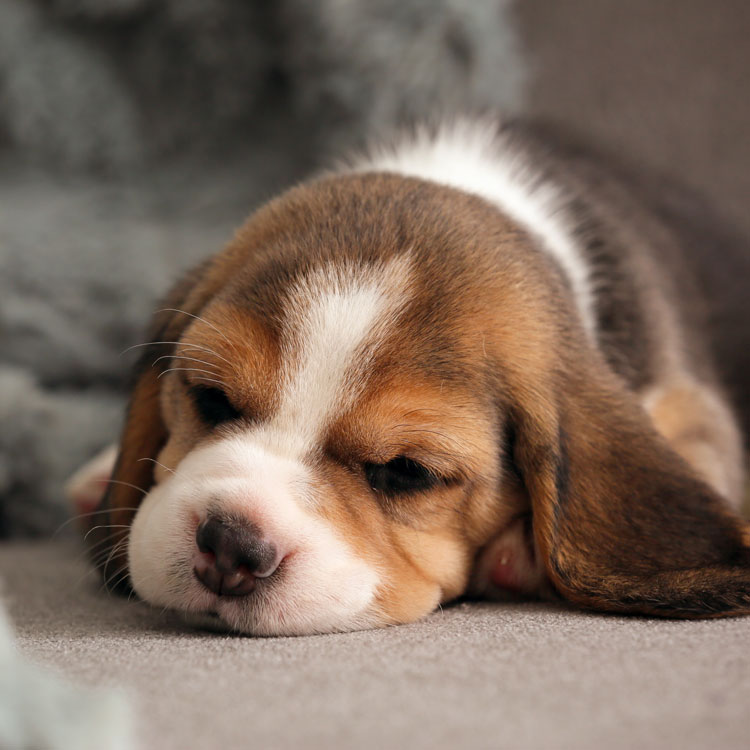 Beagle — vue complémentaire