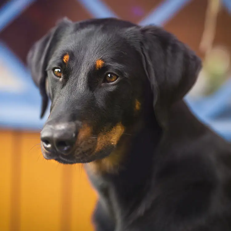 Beauceron : préparer le choix d’une assurance santé