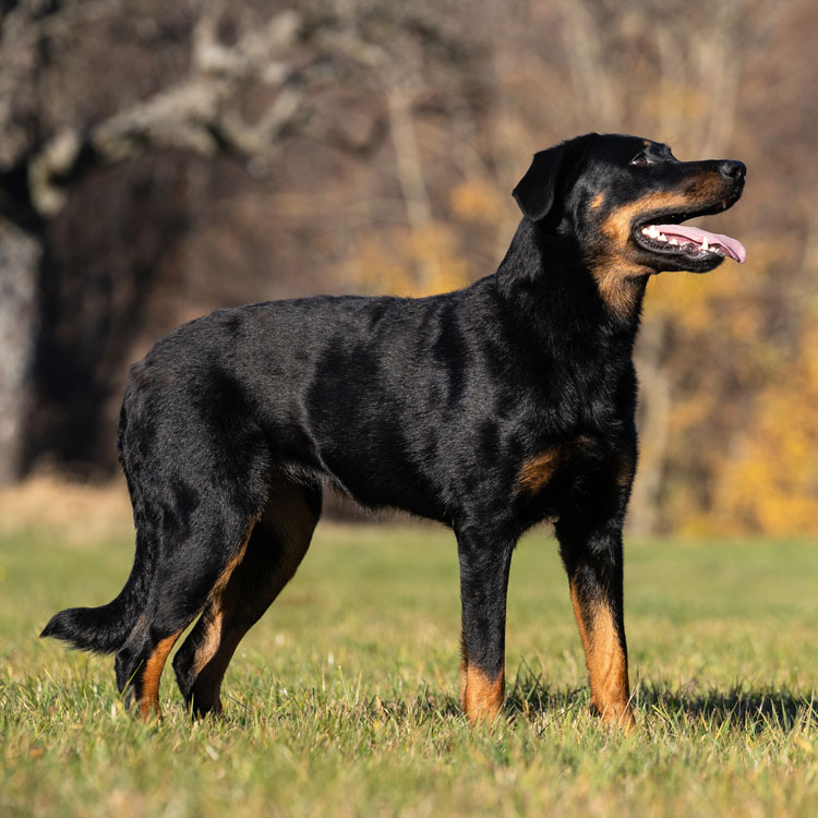 Beauceron — vue complémentaire