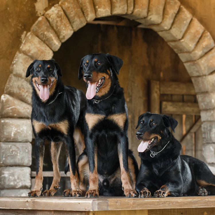 Beauceron — vue complémentaire