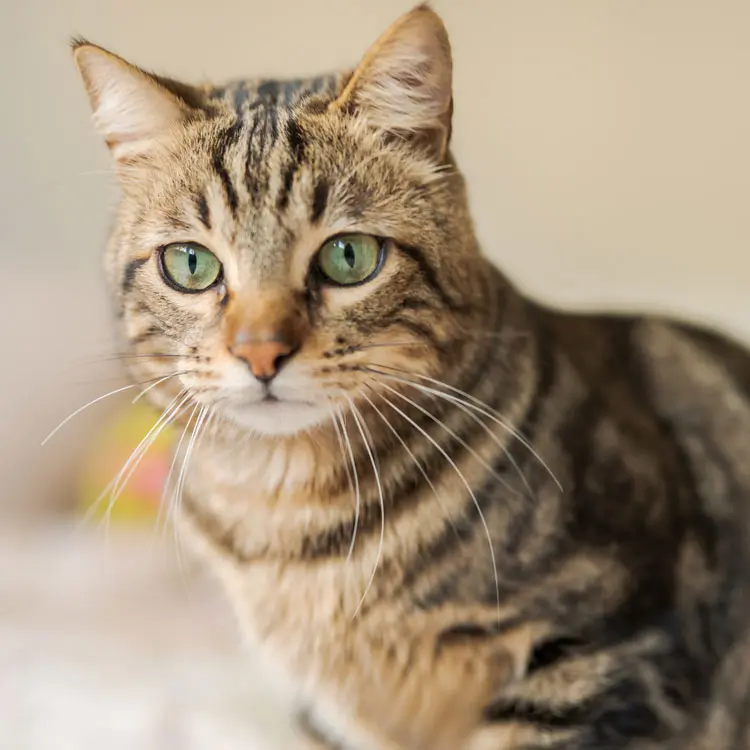 Bengal