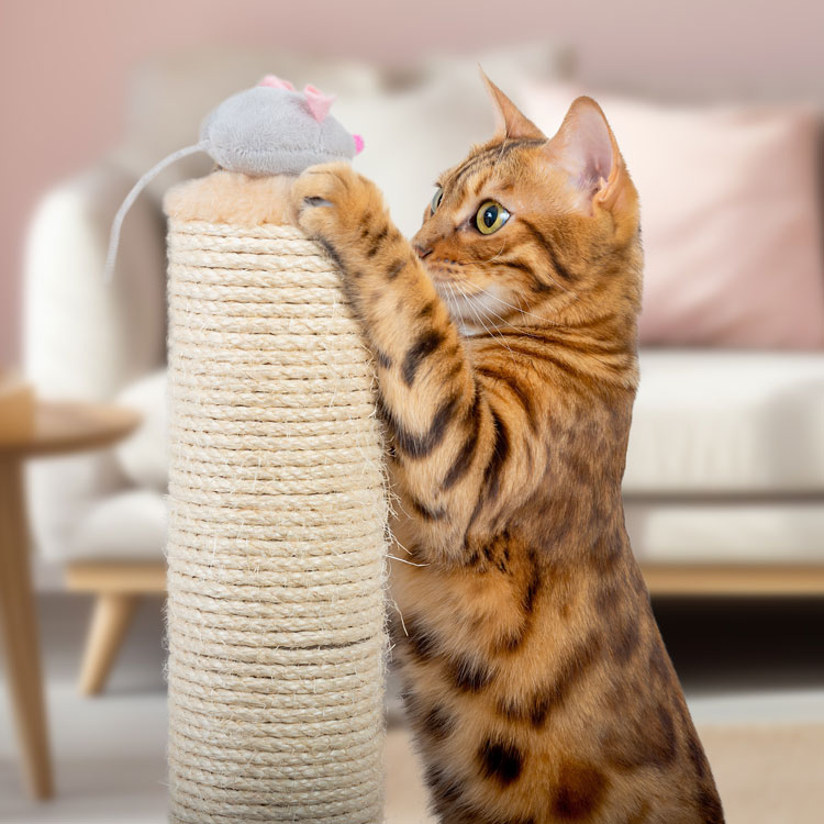 Bengal — vue complémentaire