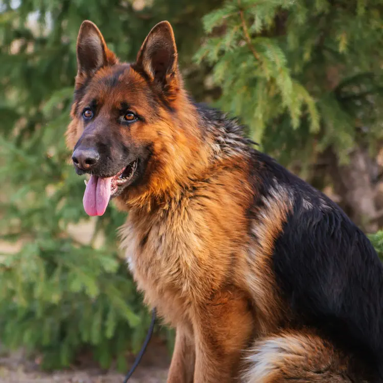Portrait de Berger allemand