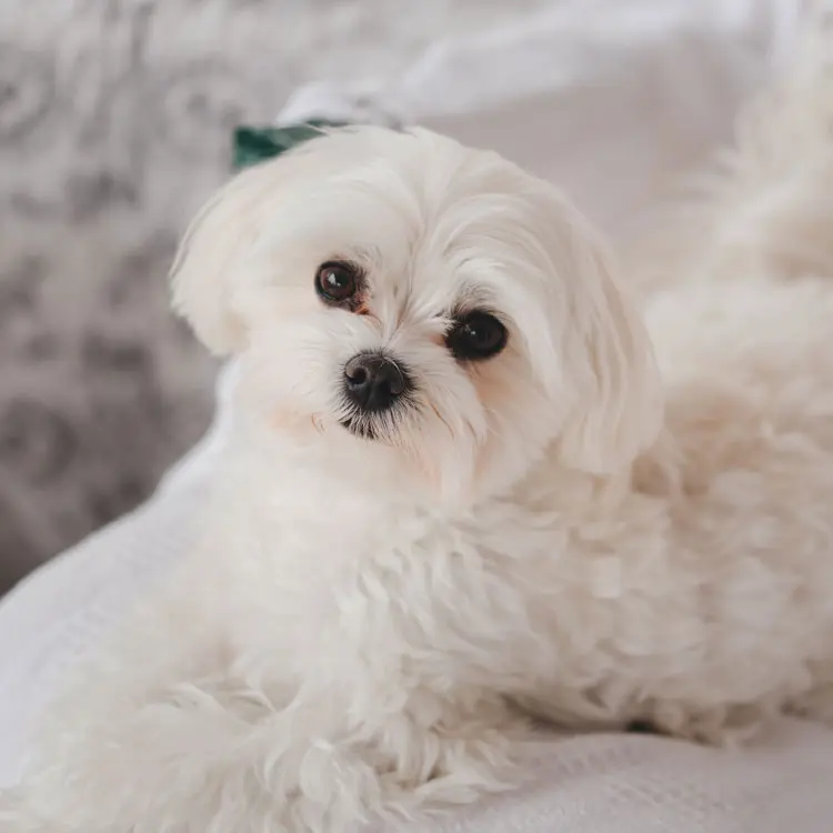 Bichon maltais