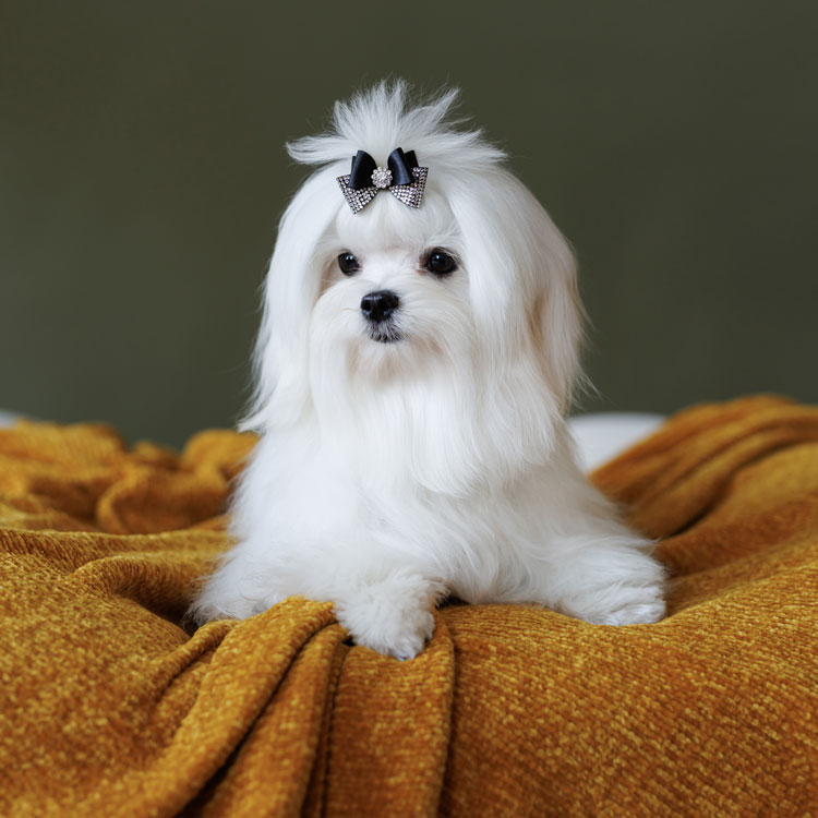 Bichon maltais — vue complémentaire
