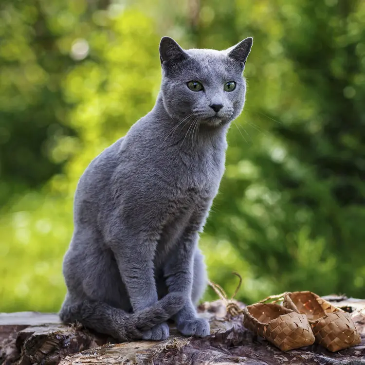 Portrait de Bleu russe