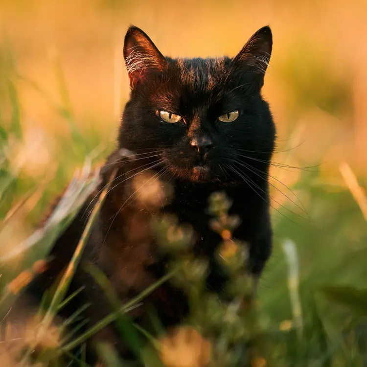 Portrait de Bombay