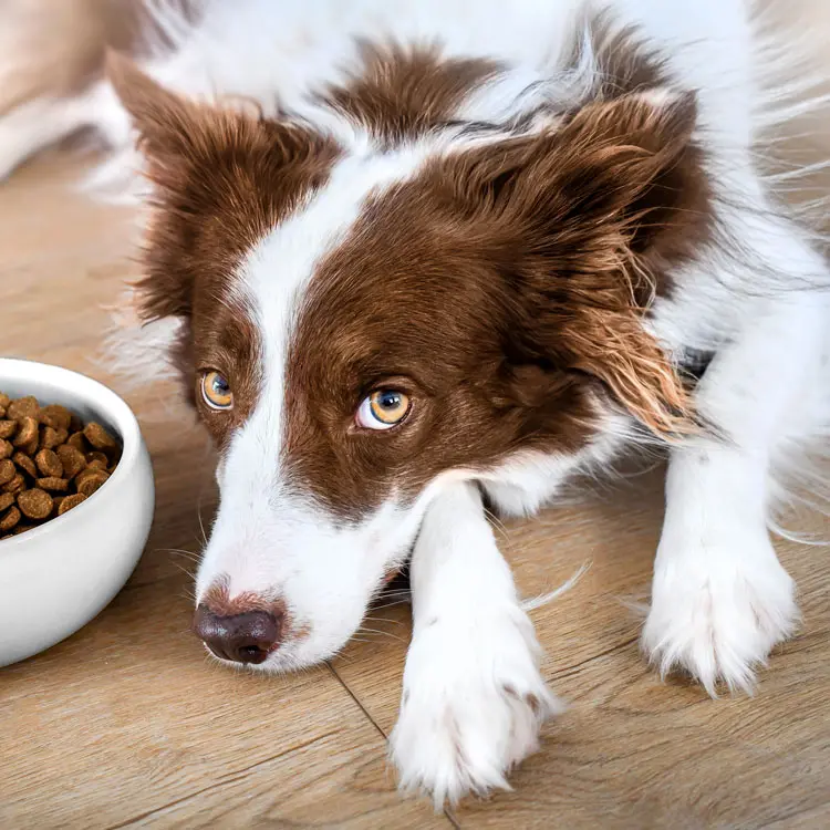 Border collie : préparer le choix d’une assurance santé