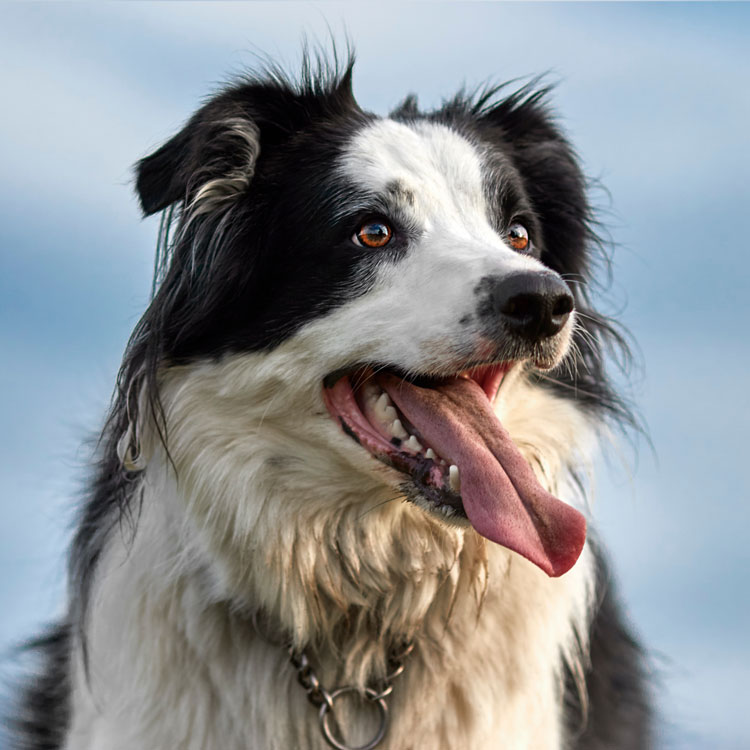 Border collie — vue complémentaire