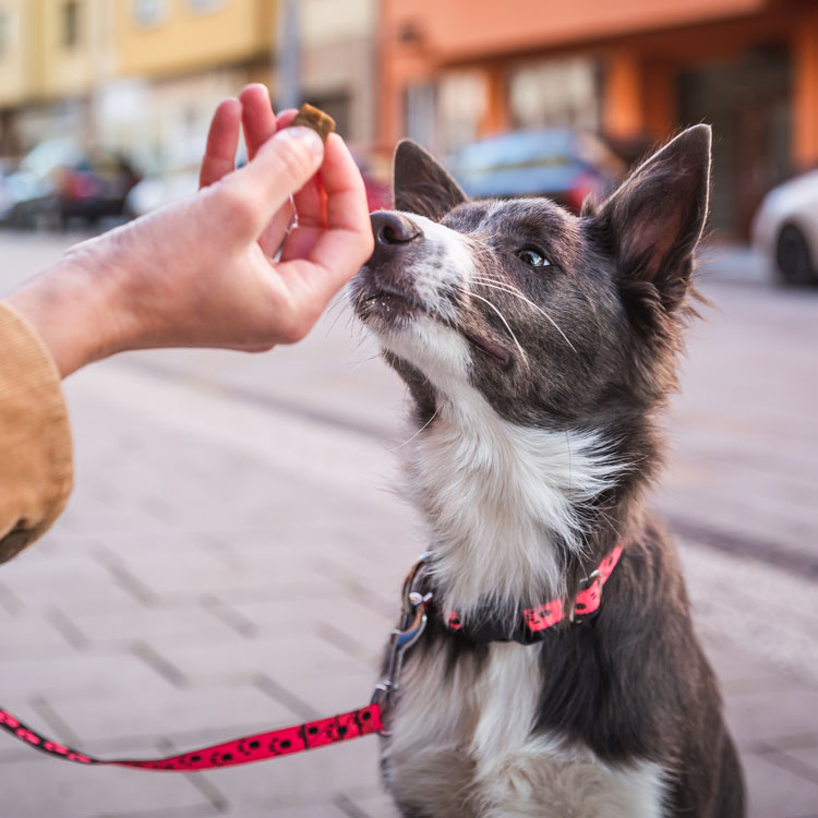 Border collie — vue complémentaire