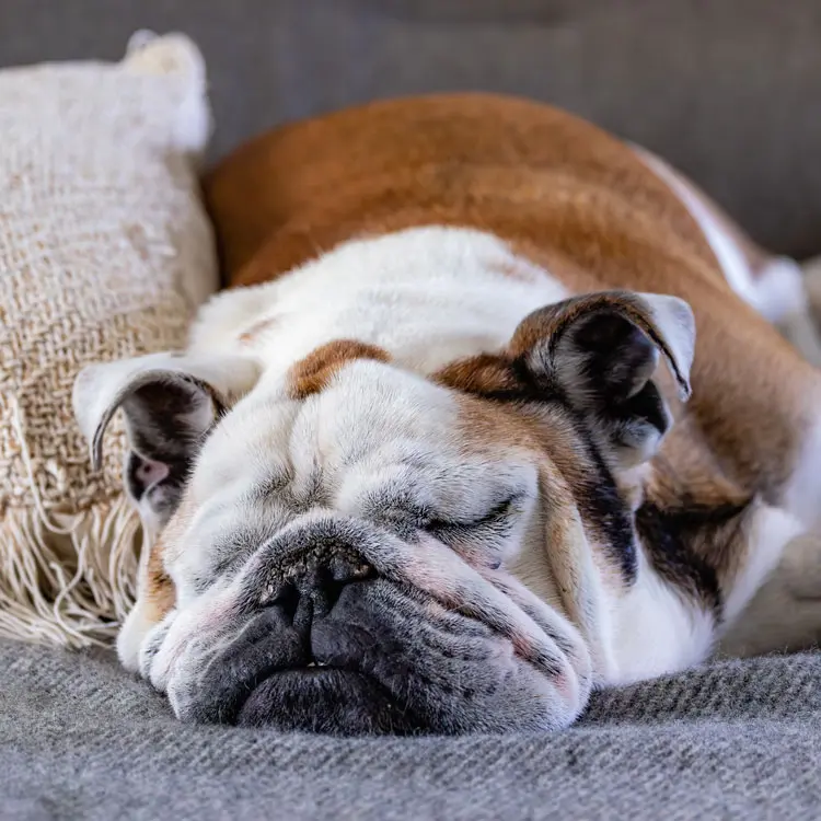 Portrait de Bouledogue anglais