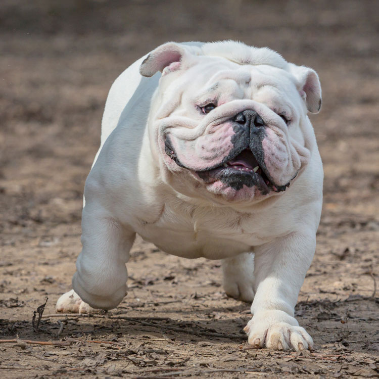 Bouledogue anglais — vue complémentaire