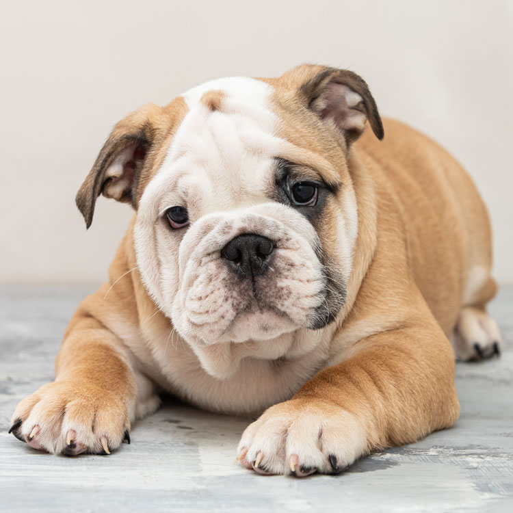 Bouledogue anglais — vue complémentaire