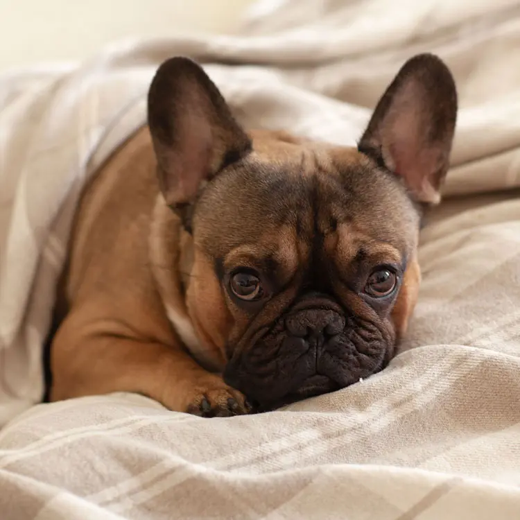 Bouledogue français