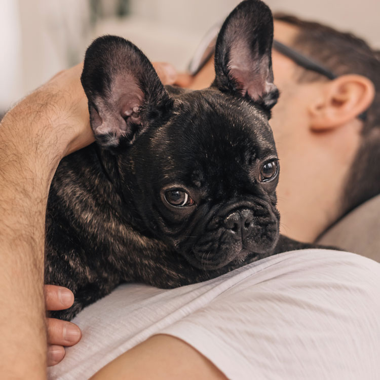 Bouledogue français — vue complémentaire