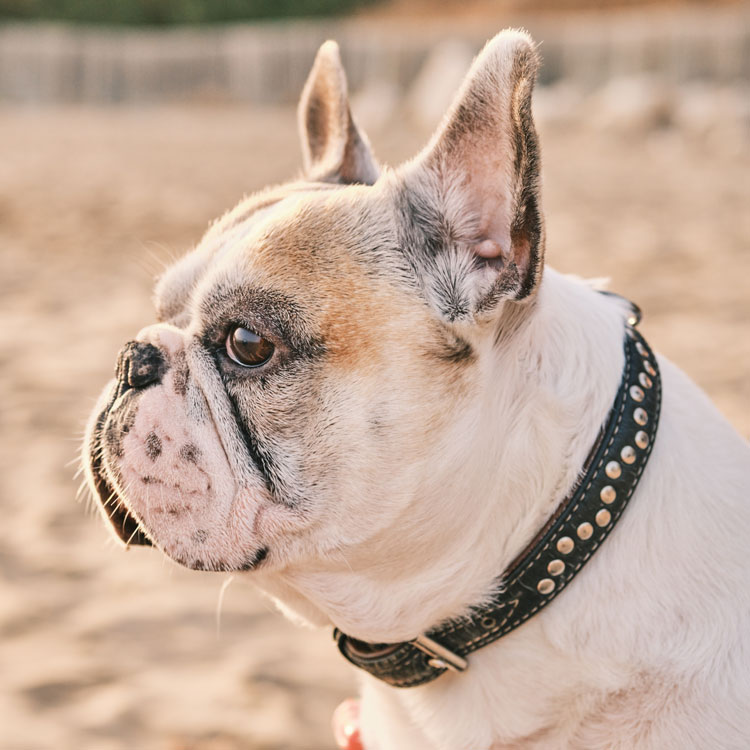 Bouledogue français — vue complémentaire