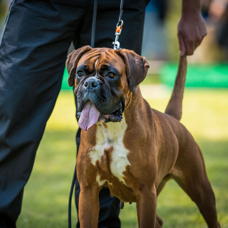 Boxer — vue complémentaire