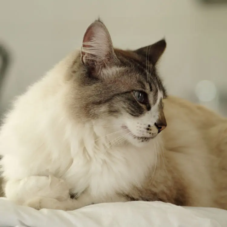 Portrait de British Longhair