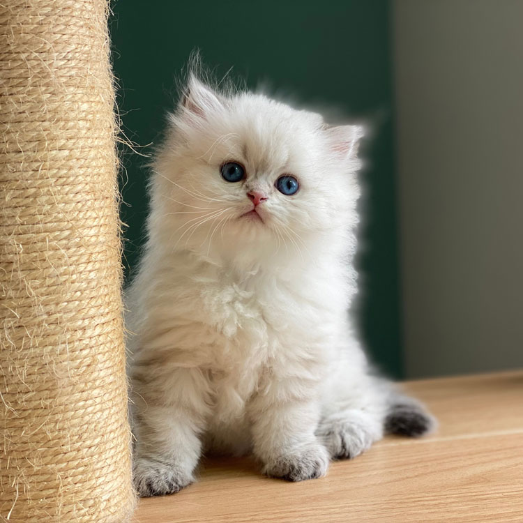 British Longhair — vue complémentaire