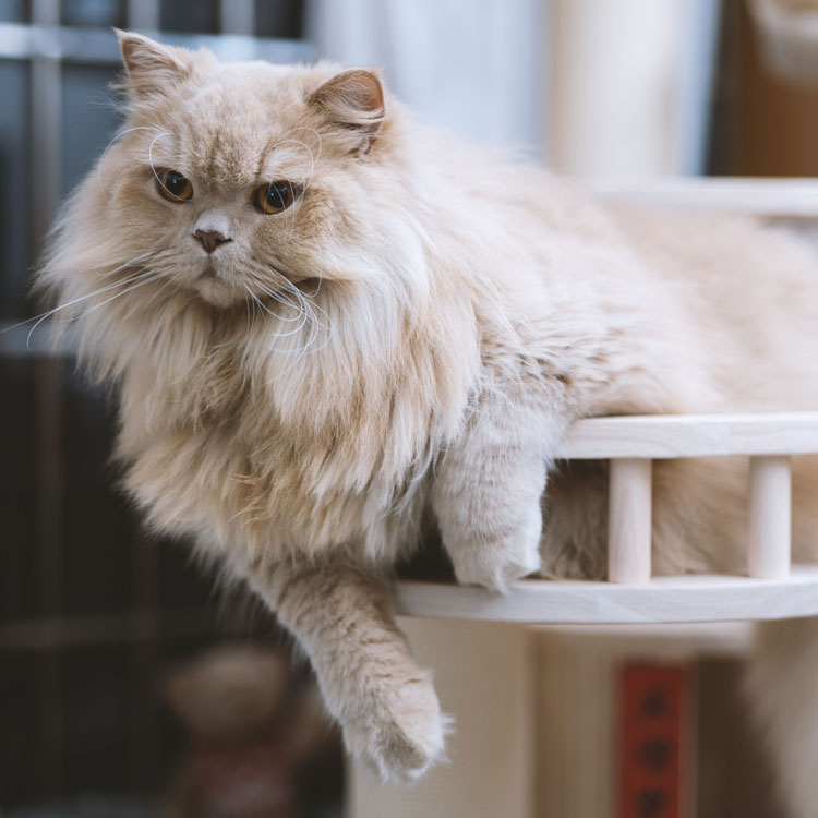 British Longhair — vue complémentaire