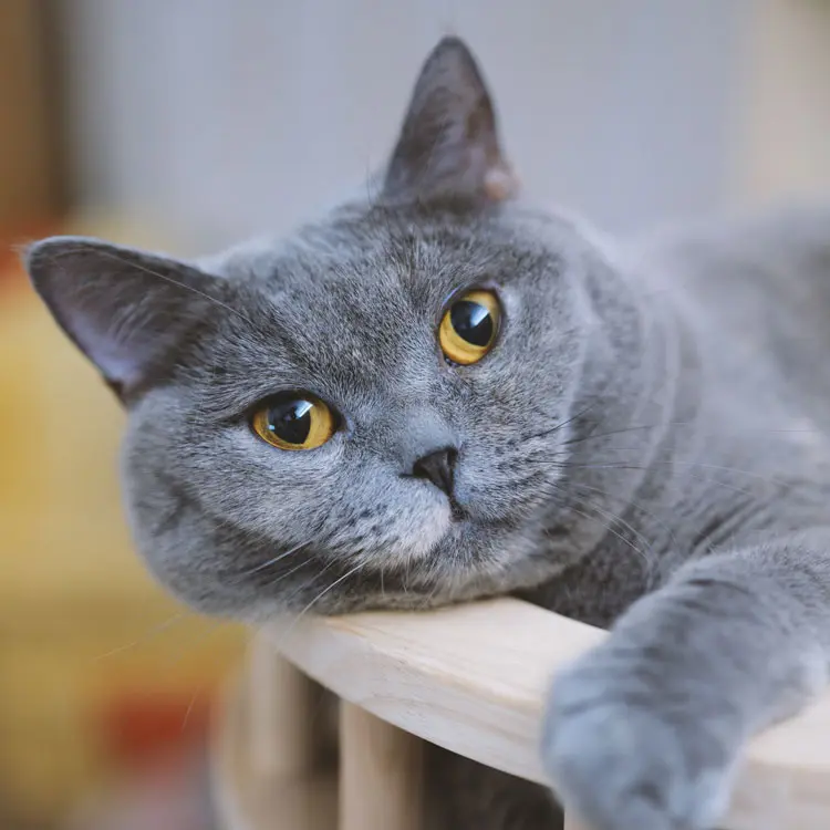 Portrait de British Shorthair