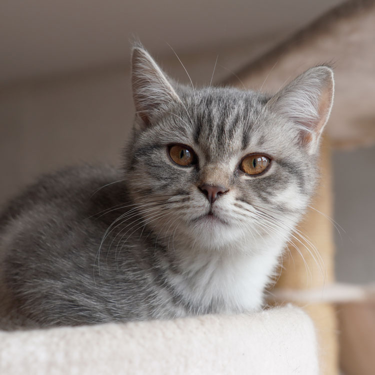 British Shorthair — vue complémentaire
