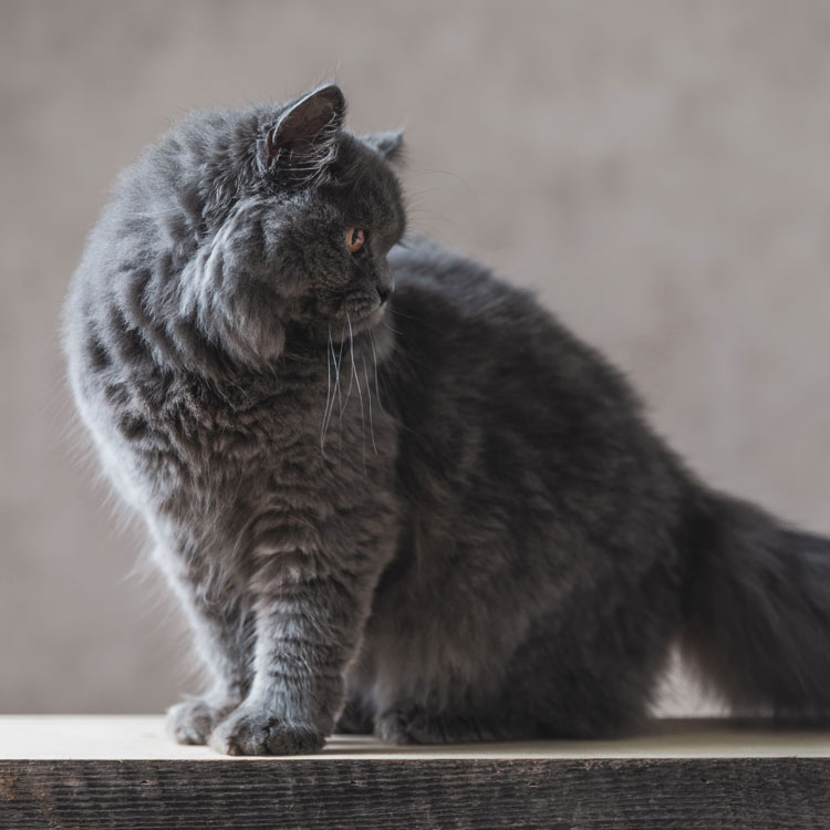 British Shorthair — vue complémentaire