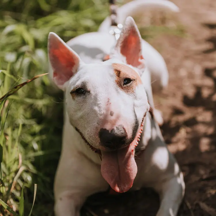 Bull terrier : préparer le choix d’une assurance santé