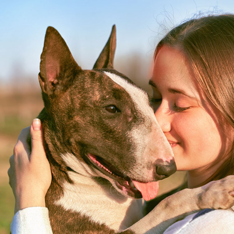 Bull terrier — vue complémentaire