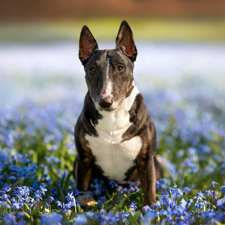 Bull terrier — vue complémentaire