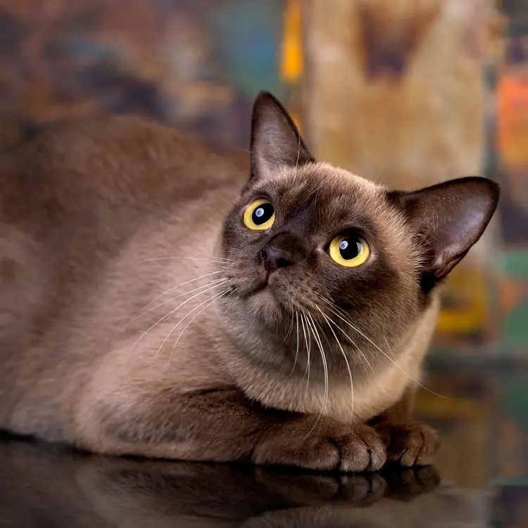 Portrait de Burmese