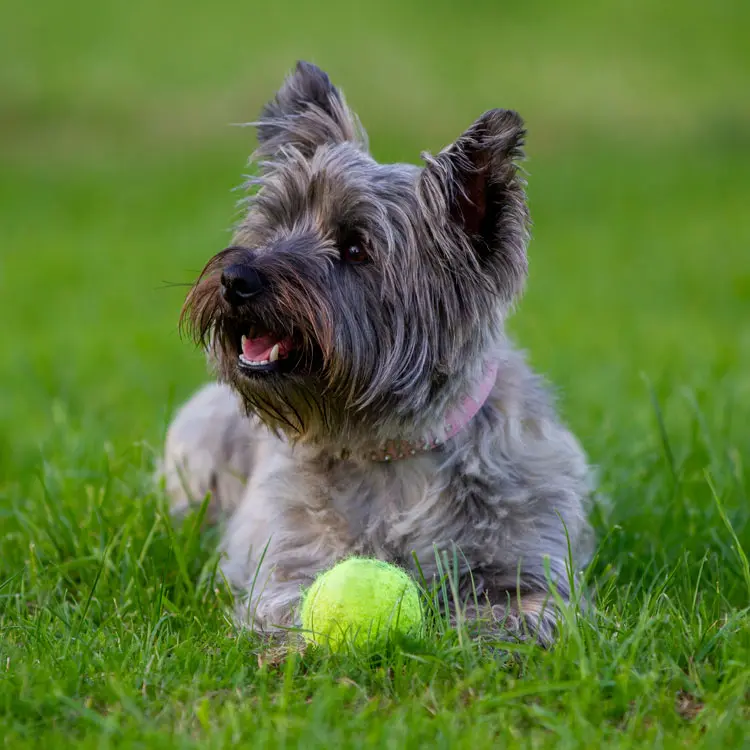 Cairn terrier : préparer le choix d’une assurance santé